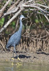 Western Reef Egret (Egretta gularis) standing at the edge of the mangrove swamp at low tide, Gambia.