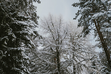 trees in winter