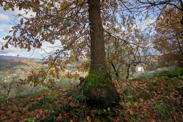 portrait of an oak tree trunk in Tuscan country with a farmhouse in the background. Autumn landscape