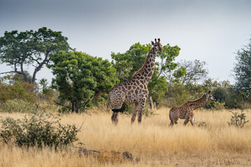 Giraffe (Giraffa giraffa) and it's calf moving through grass and trees in the Timbavati Reserve, South Africa