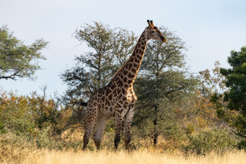 Giraffe (Giraffa giraffa) moving through grass and trees in the Timbavati Reserve, South Africa