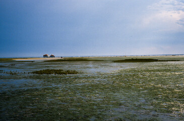 Ile aux Oiseaux, Bassin d'Arcachon, Landes de Gascogne, 33, Gironde