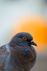 Rock dove or common pigeon or domestic pigeon or feral pigeon head close up with colourful blurred background 