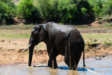 Éléphant d'Afrique, Loxodonta africana, Parc national du Pilabesberg, Afrique du Sud