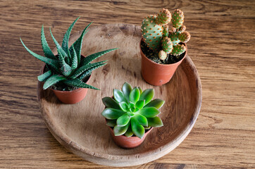 Three mini cactus and succulent on a wooden plate.