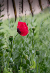 Obraz premium Single Red Poppy in Field