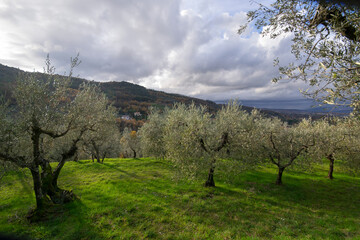 olive grove under the sun rays in the mountains