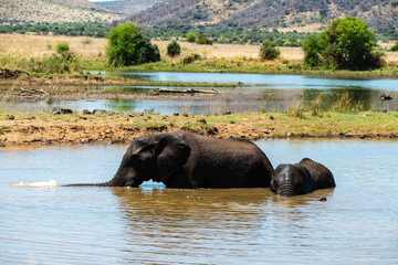 Éléphant d'Afrique, Loxodonta africana, Parc national du Pilabesberg, Afrique du Sud