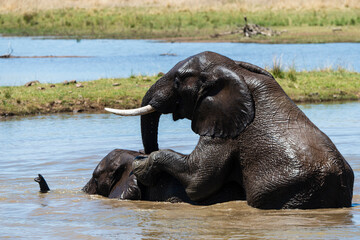 Fototapeta premium Éléphant d'Afrique, Loxodonta africana, Parc national du Pilabesberg, Afrique du Sud