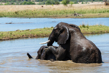 &Eacute;l&eacute;phant d'Afrique, Loxodonta africana, Parc national du Pilabesberg, Afrique du Sud