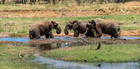 Fototapeta na wymiar Éléphant d'Afrique, Loxodonta africana, Parc national du Pilabesberg, Afrique du Sud