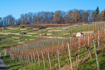 Kulturhistorische Weinlandschaft bei Ochsenbach