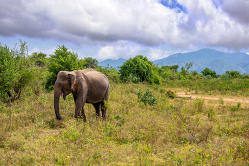 Fototapeta na wymiar An asien elephant walking in the jungle of Sri Lanka