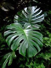 Swiss cheese plant leaves (Monstera deliciosa) 