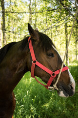 Fototapeta premium Portrait of a horse