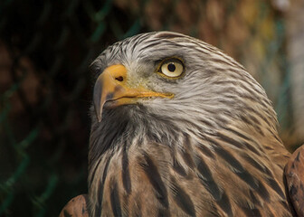 Vögel unsere gefiederten Freunde
