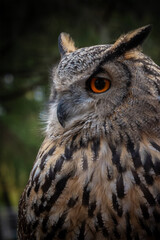 Vögel unsere gefiederten Freunde
