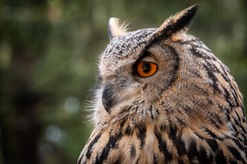 Vögel unsere gefiederten Freunde
