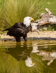 american bald eagle in reflection
