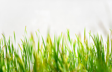 green grass background