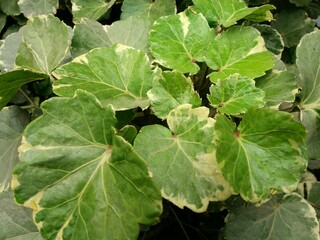 Garden crotons, Biscuit Crotons, Deciduous tree, It is known as 'patabahar' in bangladesh