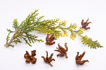 Fototapeta premium Thuja branch. Thuja seeds. Coniferous tree twig in autumn. White background. Coniferous cones. Close-up. A twig with pine needles aroma. Aroma therapy