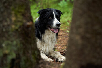 border collie dog