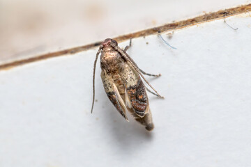 Indianmeal moth, Plodia interpunctella, posed on a fabric curtain