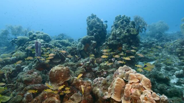School of Grunts in turquoise water of coral reef in Caribbean Sea, Curacao with coral and sponge
