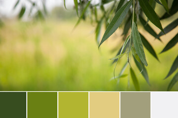 Natural summer background, blurred image, shallow depth of field. Green pastel palette.