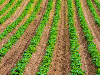 Ãgricultural field parallel lines vegetables