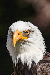Bald eagle close up portrait.