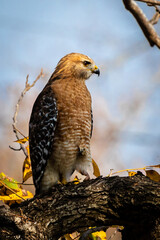 red shouldered hawk