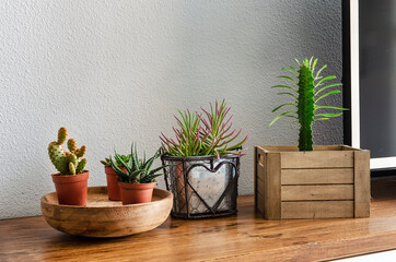 Succulents and cactus on a wooden table in a living room.  Natural home decoration.