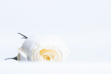 White rose laid horizontally on white background