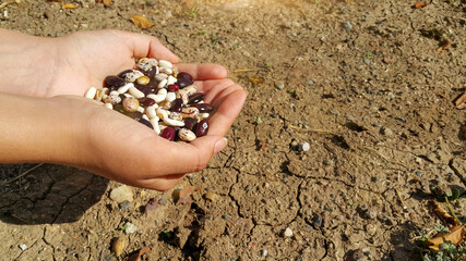 Red and white bean seeds in the hands of a farmer girl on the background of the garden. Autumn sowing. Copy space.