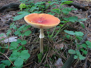 red mushroom fly agaric without dots on the cap