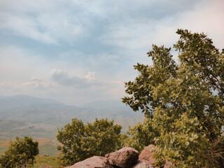 tree in the mountains