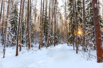 Sunset in the snowy coniferous forest. Beautiful winter landscape. Snowy road stretching into the distance between pines and firs. Russian forest in December or January.