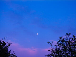 moon and tree