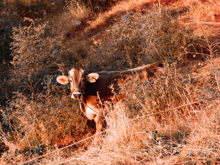 cow in the field