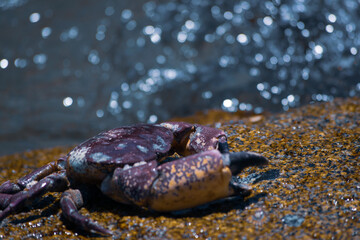 crab on a rock