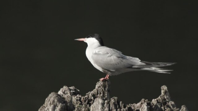 common tern, germany, nest, summer