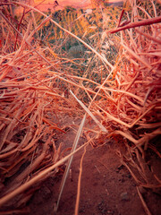 roots of a tree in the desert
