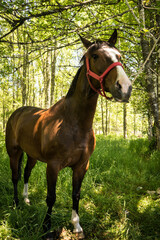 Portrait of a brown horse in a forest