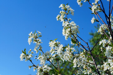 plum blossom