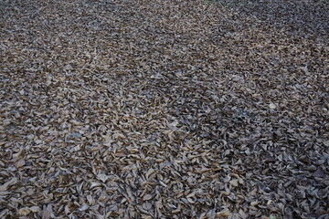 texture of leaves in autumn
