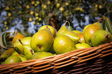 Gesundes Obst aus regionaler Erzeugung, Obsternte von einer Streuobstwiese in Deutschland. Landwirtschaftliches Symbolfoto.