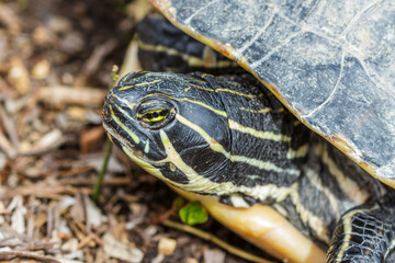 Gelbbauch-Schmuckschildkröte (Trachemys scripta scripta)