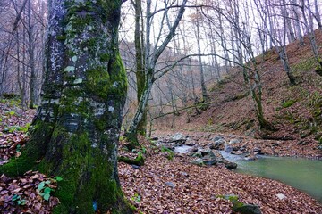 autumn in the forest